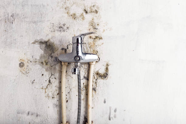 Best Certified Mold Removal  in Obetz, OH
