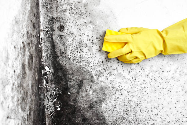 Best Black Mold Removal  in Obetz, OH