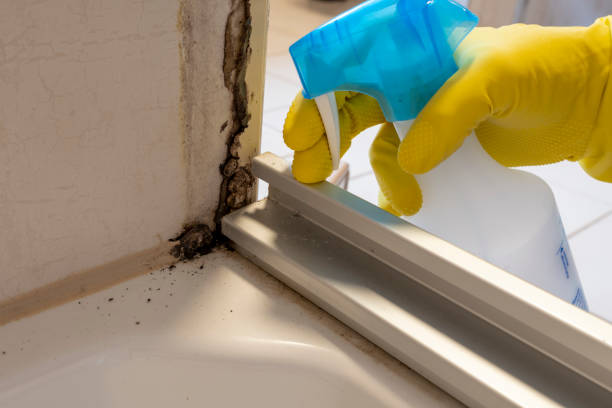 Professional Mold Removal in Obetz, OH