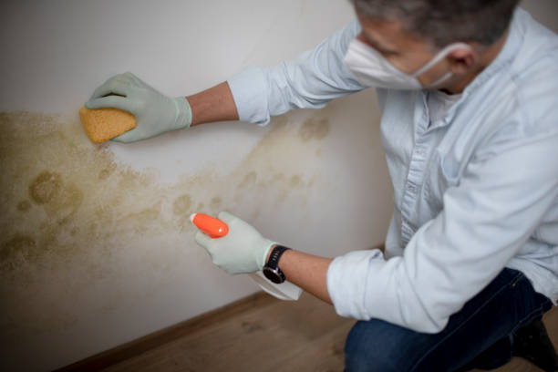 Best Crawl Space Mold Removal  in Obetz, OH
