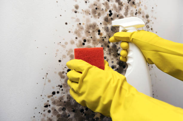 Mold Removal and Inspection in Obetz, OH