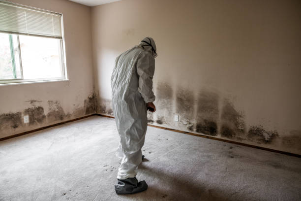 Best Toxic Mold Removal  in Obetz, OH