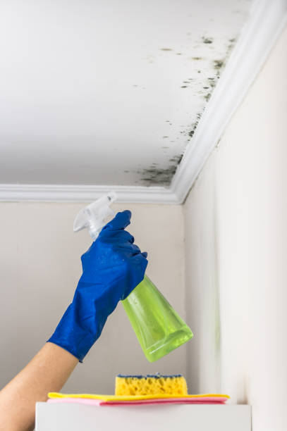 Best Residential Mold Removal  in Obetz, OH
